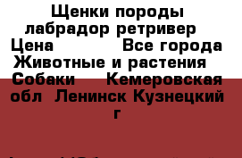 Щенки породы лабрадор ретривер › Цена ­ 8 000 - Все города Животные и растения » Собаки   . Кемеровская обл.,Ленинск-Кузнецкий г.